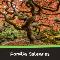 Familia de las soleares